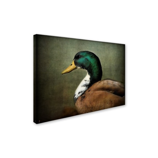 Jai Johnson 'Mallard Duck Portrait' Canvas Art,14x19